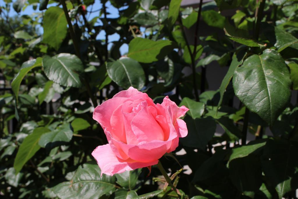 Flowers Apartments Νεσέμπαρ Εξωτερικό φωτογραφία