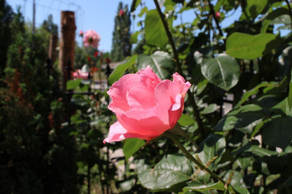 Flowers Apartments Νεσέμπαρ Εξωτερικό φωτογραφία