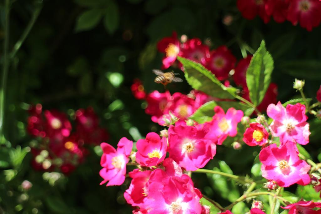 Flowers Apartments Νεσέμπαρ Εξωτερικό φωτογραφία